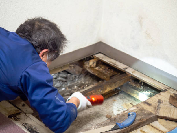 Best Crawl Space Mold Removal  in Rockwell Place, TX