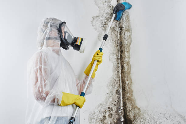 Best Fast Mold Removal  in Rockwell Place, TX