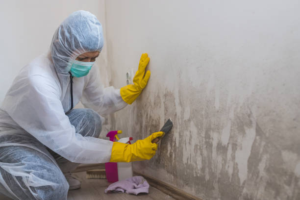 Best Commercial Mold Removal  in Rockwell Place, TX