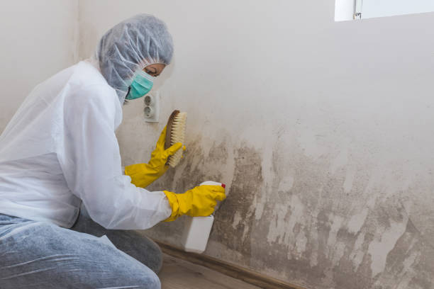 Best Toxic Mold Removal  in Rockwell Place, TX