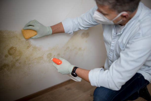 Best Certified Mold Removal  in Rockwell Place, TX