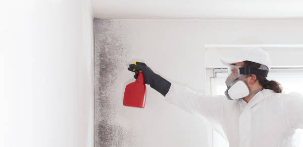 Best Mold Removal Near Me  in Rockwell Place, TX