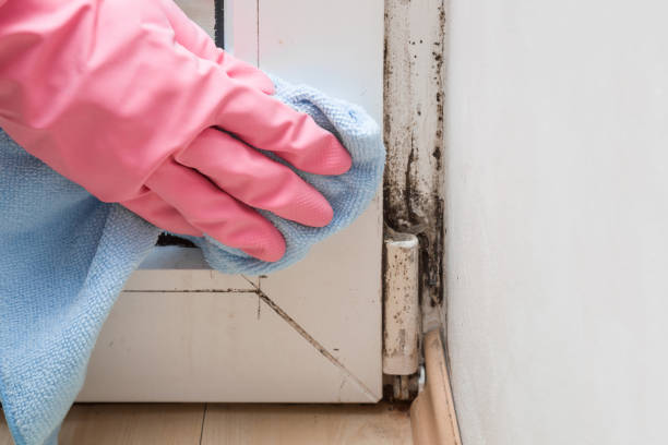 Best Mold Cleaning Services  in Rockwell Place, TX