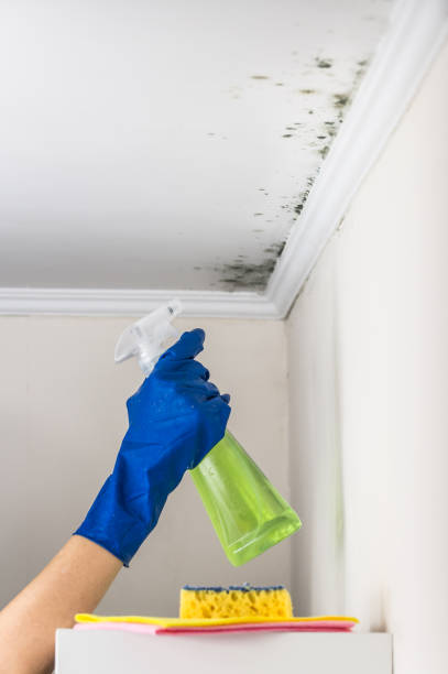 Best Residential Mold Removal  in Rockwell Place, TX